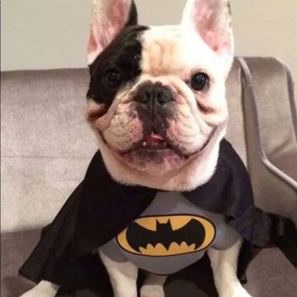 DC Comics Batman Pet Costume (M) - NWT 🐶🐾 - Picture 10 of 11
